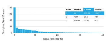IL-6 (Interleukin-6) / Interferon beta-2 (Hybridoma Growth Factor) Antibody