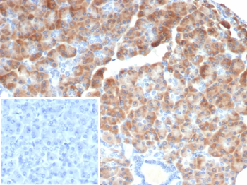 IL-6 (Interleukin-6) / Interferon beta-2 (Hybridoma Growth Factor) Antibody