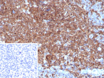 CSF3 Antibody