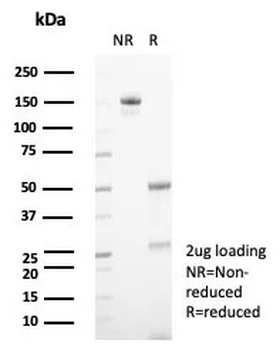 CSF3 Antibody