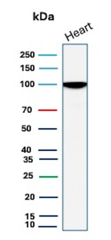 Recombinant N-Cadherin / Cadherin-2 / CD325 (NCAD) Antibody