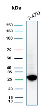 Recombinant Glutathione S-Transferase Mu3 (GSTM3) Antibody
