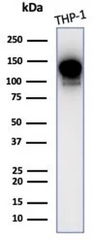 PIK3CD Antibody