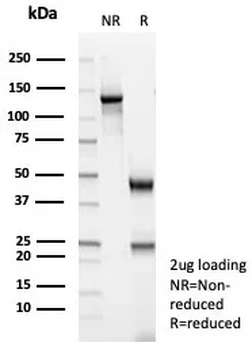 ACTA2 Antibody