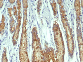 TFF1 Antibody