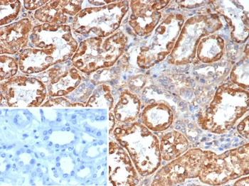 TF Antibody