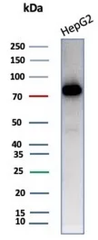 TF Antibody