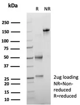 BATF3 Antibody