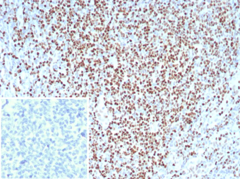 LEF1 Antibody