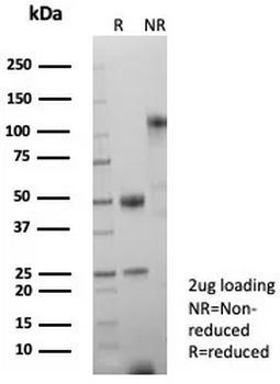LEF1 Antibody