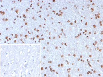 NEUROG3 / Neurogenin 3 / NGN3 (Transcription Factor) Antibody
