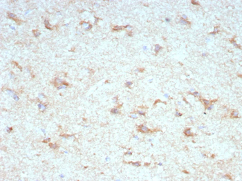 KCNIP2 Antibody