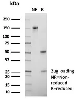 CEBPZ Antibody