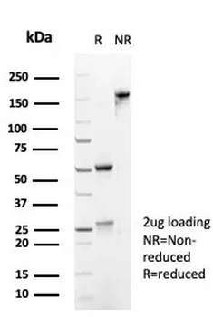 CD45 / LCA (B-Cell Marker) Antibody
