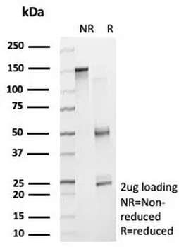 PNLIP Antibody
