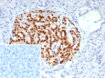 PAX6 Antibody