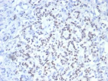 PAX6 Antibody