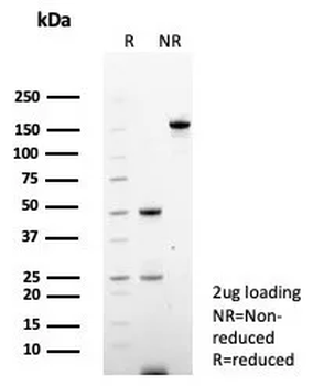 PAX6 Antibody