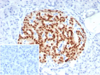 PAX6 Antibody