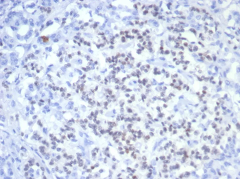 PAX6 Antibody