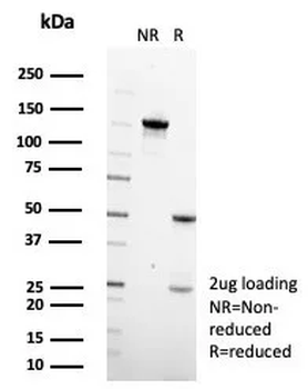 PAX6 Antibody
