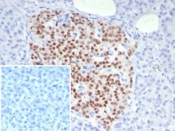 PAX6 Antibody