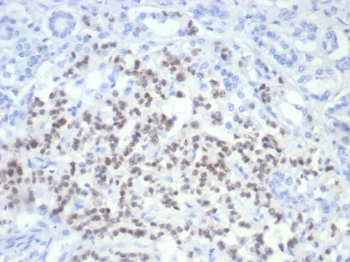 PAX6 Antibody