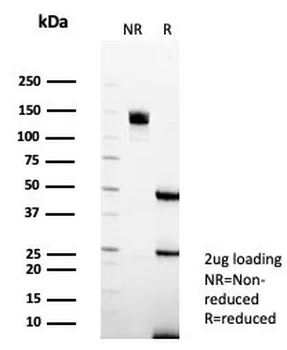 PAX6 Antibody