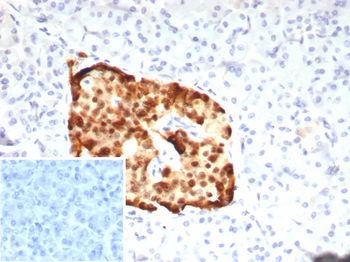 PAX6 Antibody