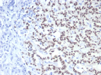 PAX6 Antibody