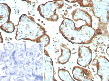 IMP3 Antibody