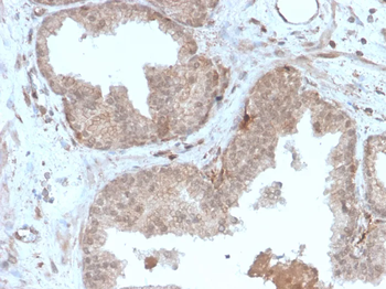 MVP Antibody