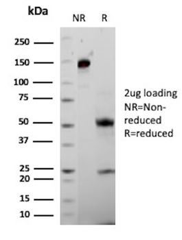 MVP Antibody