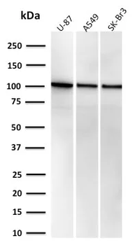 MVP Antibody