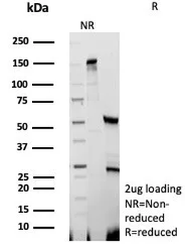 MCM3 Antibody