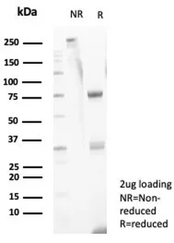 CD11b / MAC-1 (Microglial Marker) Antibody