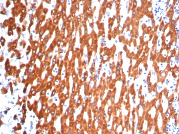 IL-6 (Interleukin-6) / Interferon beta-2 (Hybridoma Growth Factor) Antibody