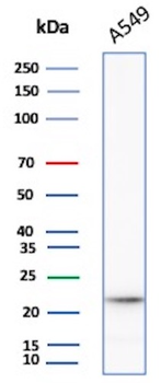 IL-6 (Interleukin-6) / Interferon beta-2 (Hybridoma Growth Factor) Antibody
