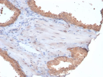 HSP90AA1 Antibody