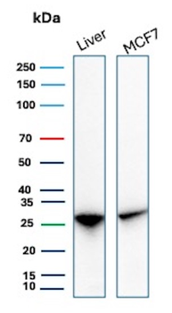 HSPB1 Antibody