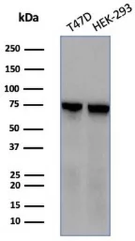 HSPA1B Antibody