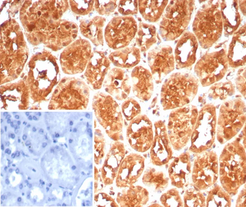 HSPA1A Antibody