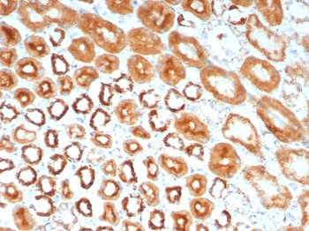 MR1 Antibody