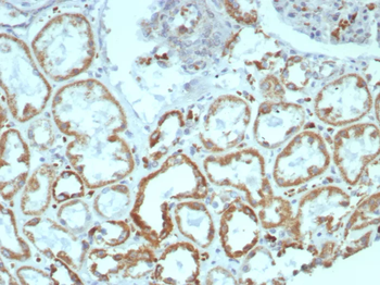 MR1 / Major histocompatibility complex, class I-related Antibody
