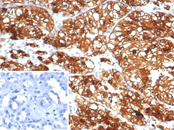 HLA-G (Major Histocompatibility Complex, class I, G) Antibody