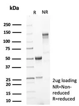 HIF1A Antibody