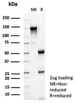E2F4 Antibody