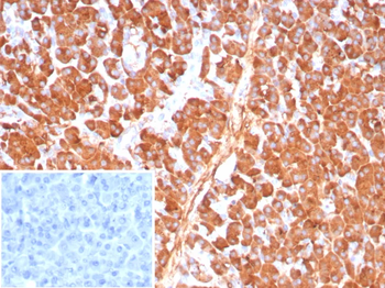 CPA1 Antibody