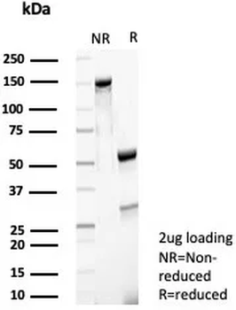 CPA1 Antibody