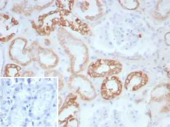 COL2A1 Antibody